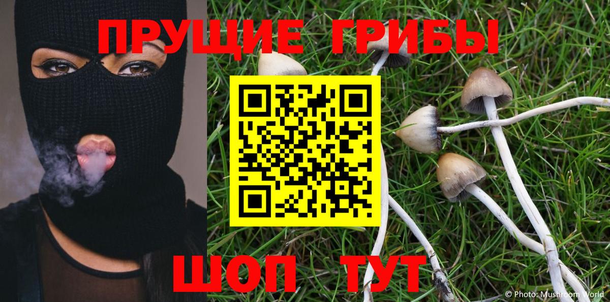 Галлюциногенные грибы Psilocybine cubensis Узловая