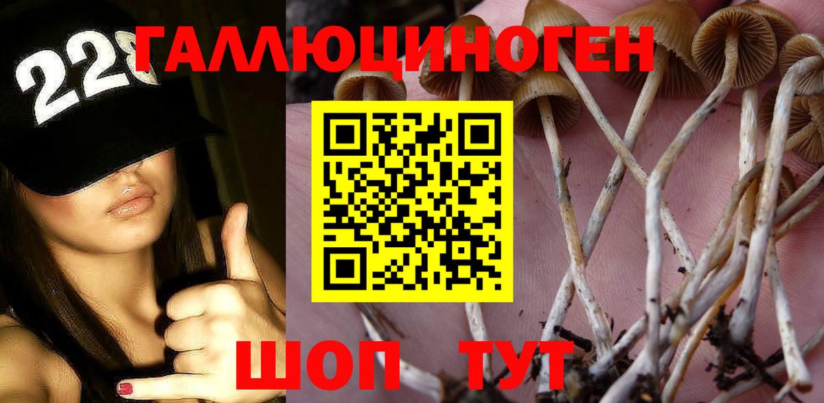 Узловая  Галлюциногенные грибы Psilocybine cubensis  Вход с VPN 